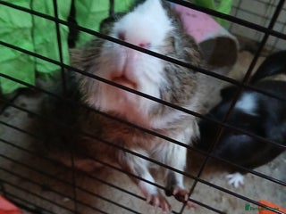 Guinea Pig rodents for sale - Advert 1