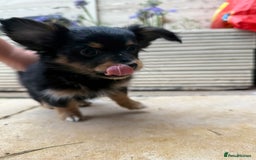 Chiweenie dogs for sale: chiweenies READY NOW !  - Image 4
