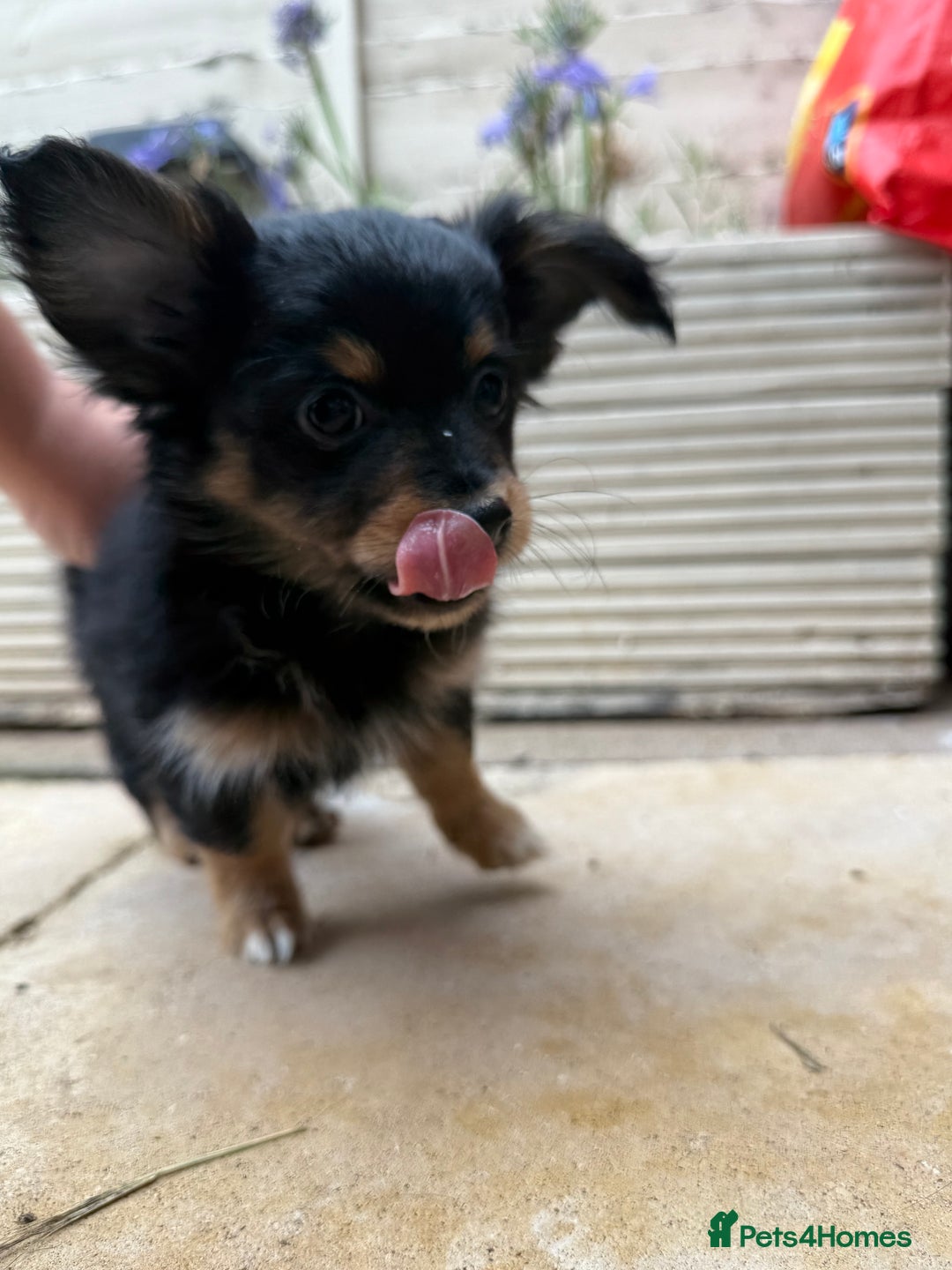 Chiweenie dogs for sale: chiweenies READY NOW !  - Image 4