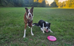 Border Collie dogs for sale: 9 border collie pups  - Image 4