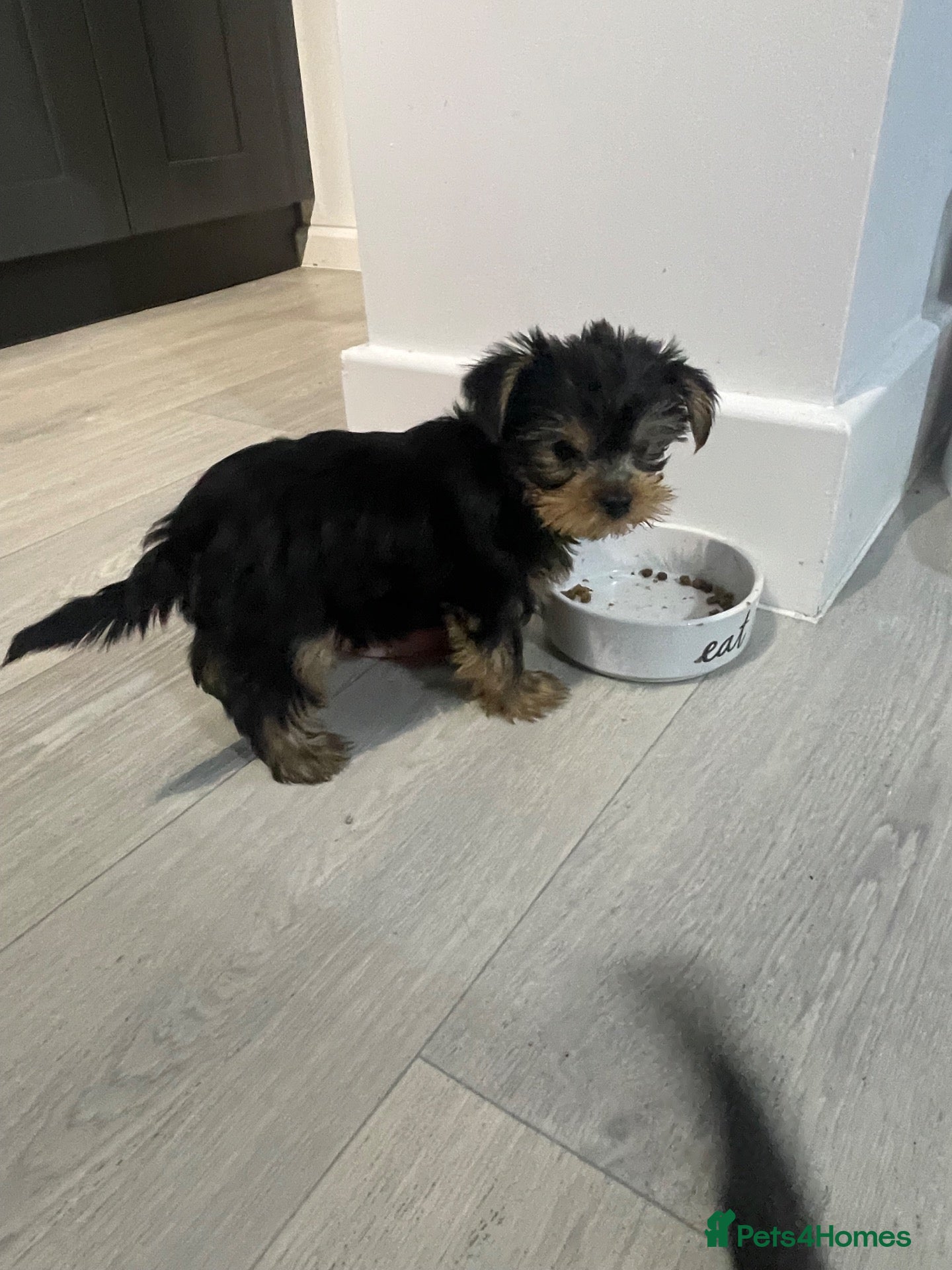 Yorkshire Terrier dogs  YORKSHIRE TERRIER - Advert 18