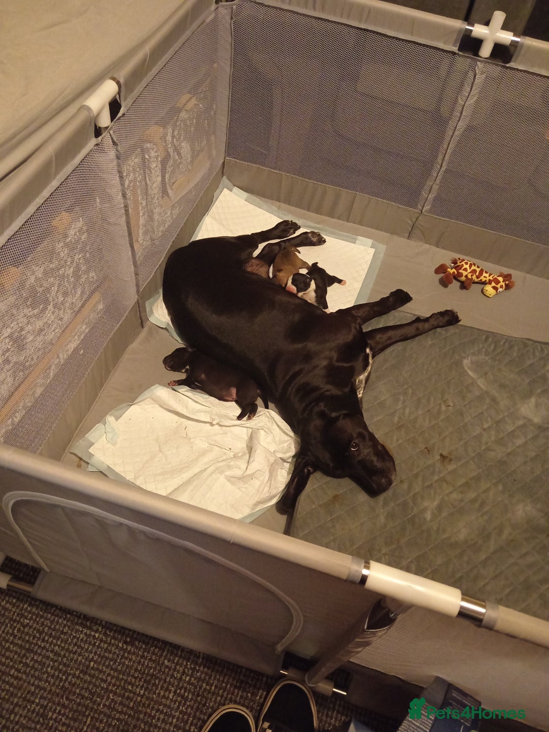 Mixed Breed dogs for sale: Staffy x border collie for sale  - Advert 8