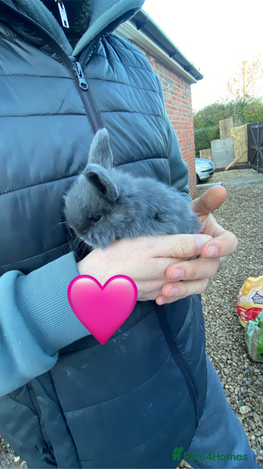 Mini Lop rabbits for sale: 🩵 blue mini lops 🩵 - Advert 4