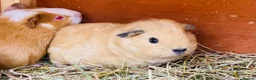Guinea Pig rodents for sale: Very pretty young baby boy Guineapigs available  - Advert 2