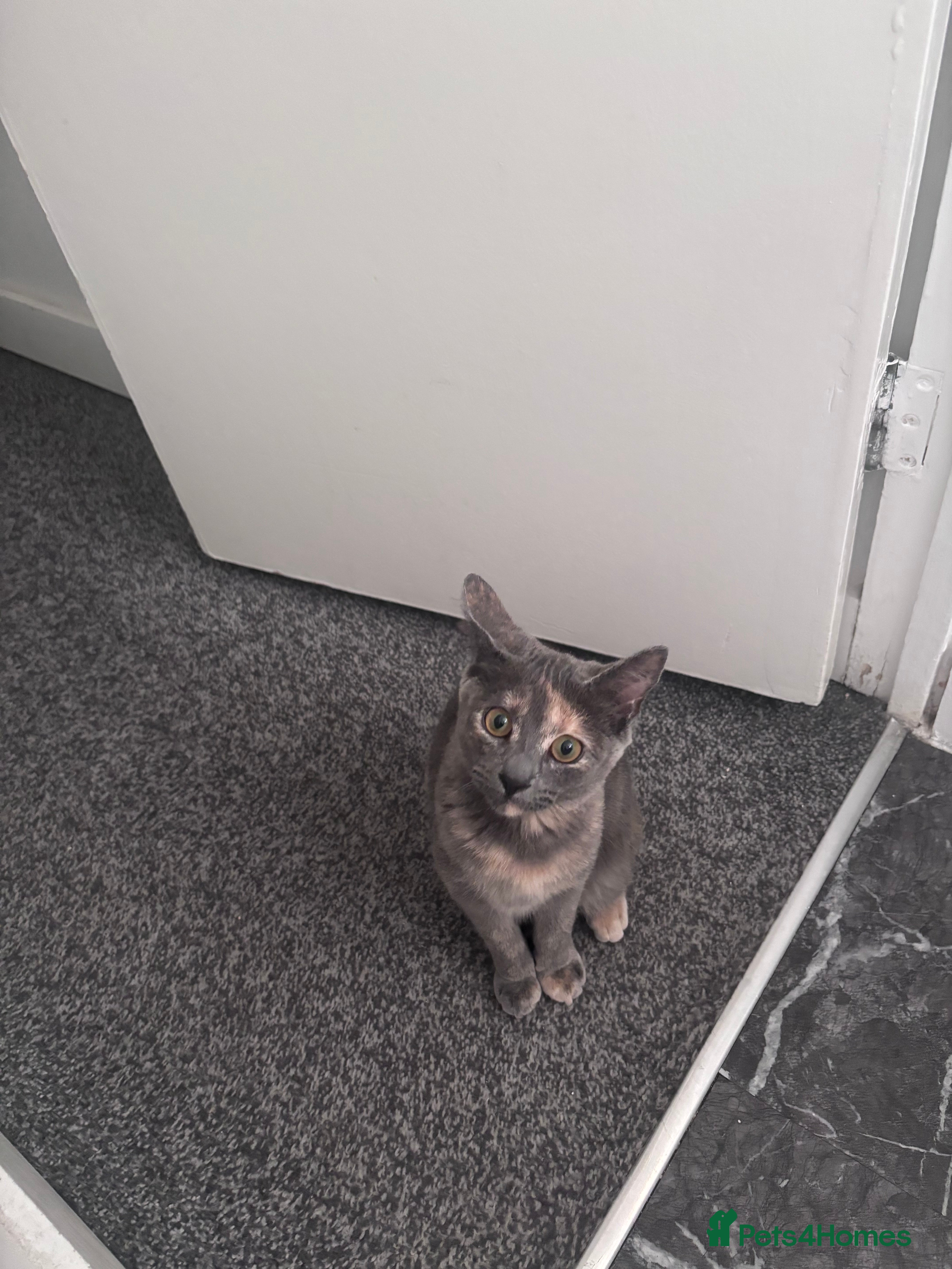 Mixed Breed cats Cute kitten for sale  - Advert 1