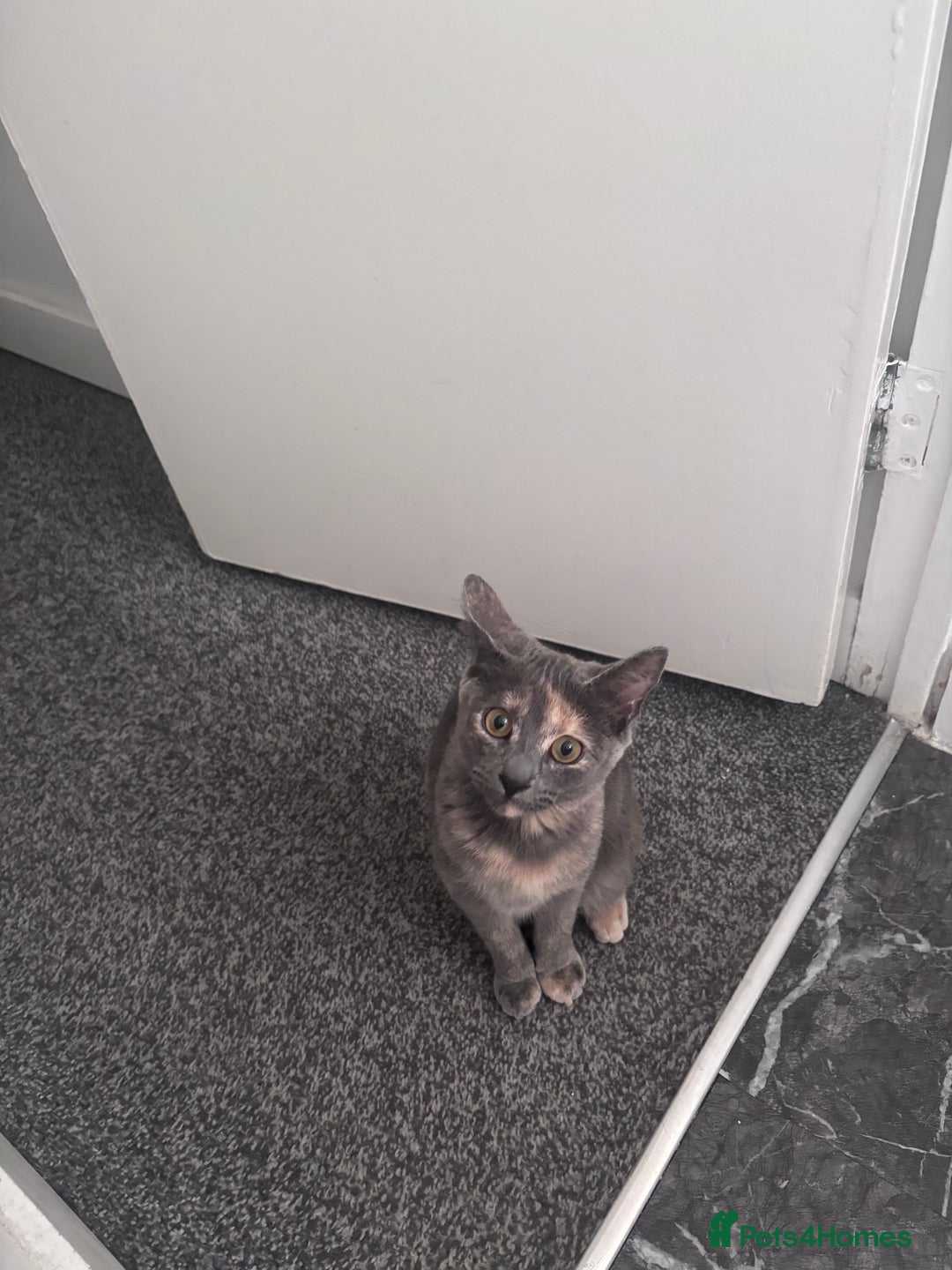 Mixed Breed cats for sale: Cute kitten for sale  - Advert 1