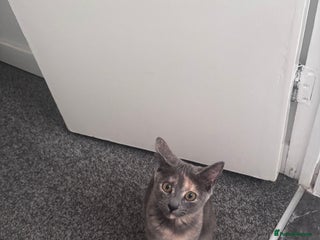 Mixed Breed cats Cute kitten for sale - Advert 1