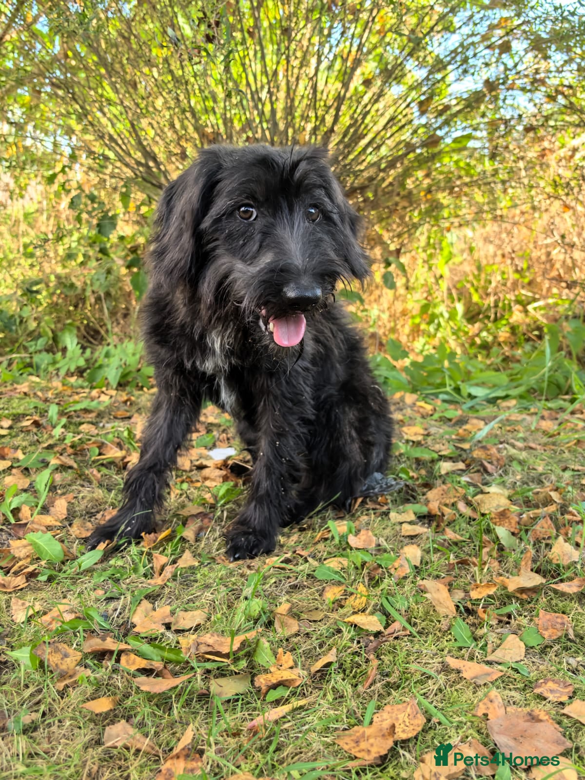 Labradoodle dogs ELLA – Female Labradoodle - Advert 4