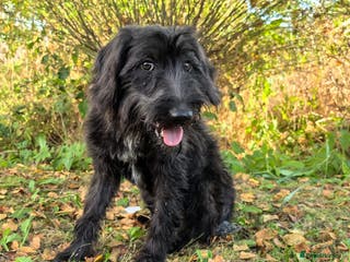 Labradoodle dogs ELLA – Female Labradoodle - Advert 4