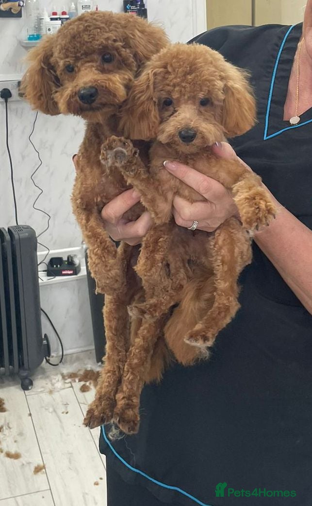 Toy Poodle dogs kc Real Toy Poodle 1 Female and 1 male  puppy - Advert 11