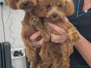 Toy Poodle dogs kc Real Toy Poodle 1 Female and 1 male puppy - Advert 2