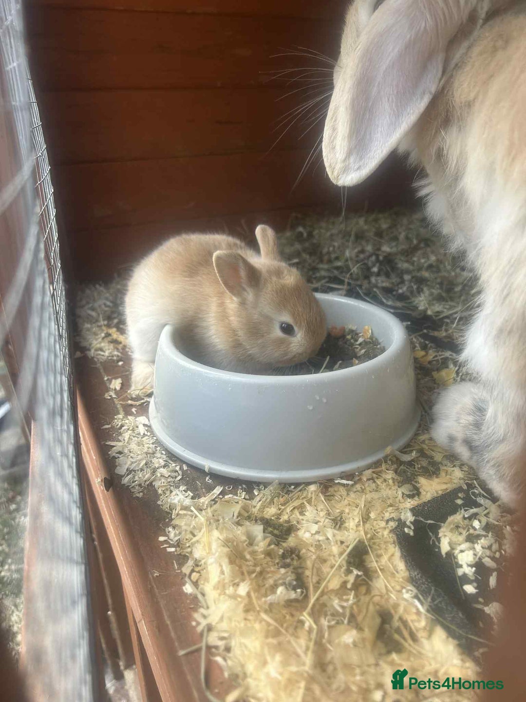 Netherland Dwarf rabbits for sale: Baby bunnies  - Image 2