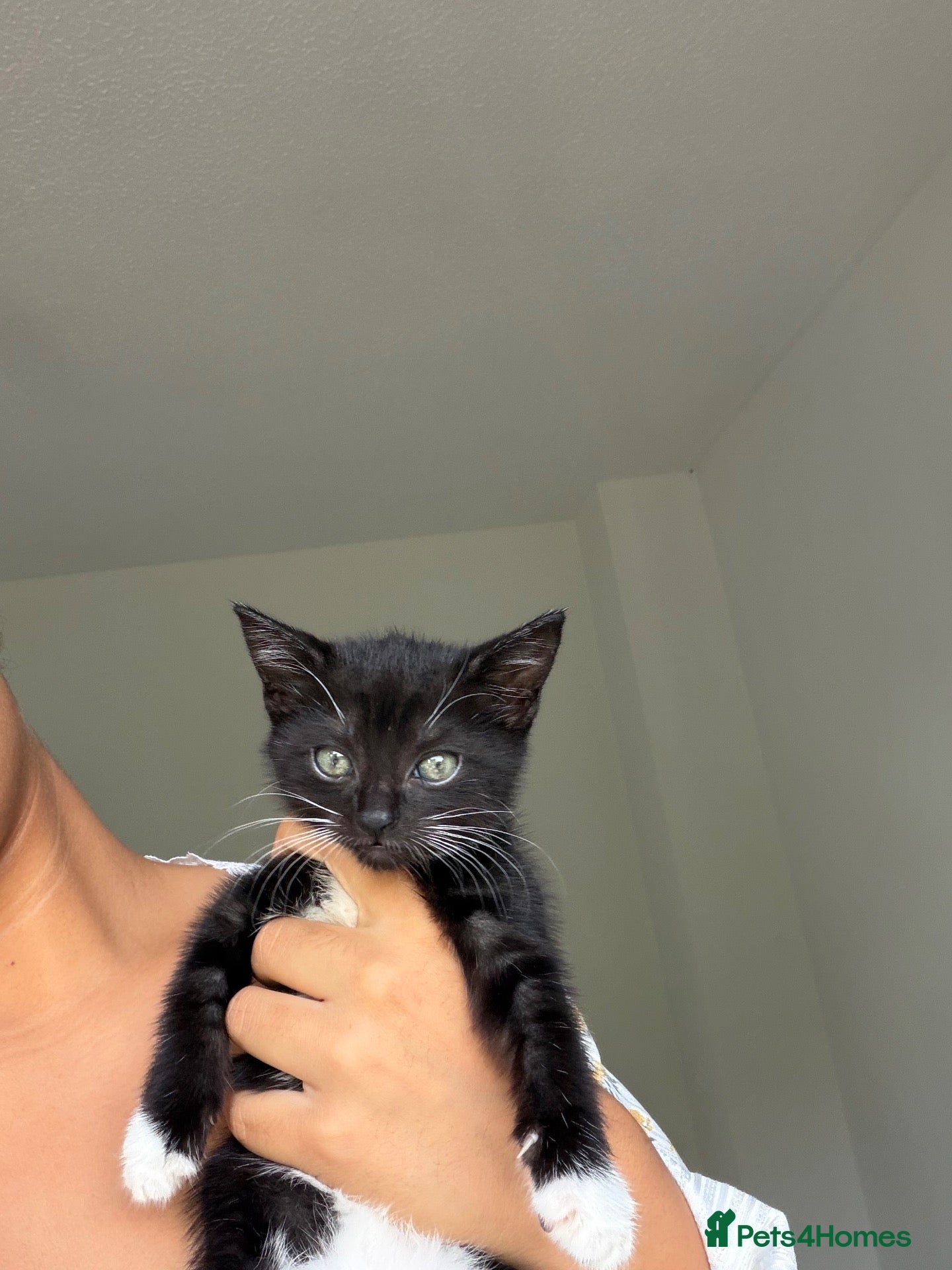 Mixed Breed cats 1 domestic kitten for sale 🐈‍⬛ - Advert 18