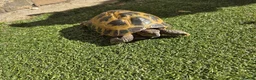 Tortoise reptiles for sale: Russian Tortoise + Enclosure in Nottingham - Advert 3