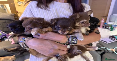 Chihuahua dogs - Advert 8