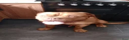 Dogue De Bordeaux dogs for sale: Thor and storm  in Mauchline - Advert 27