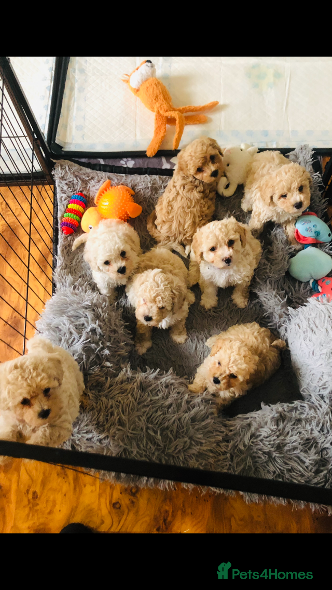Poochon dogs for sale: Poochon pups for sale - Image 1