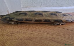 Tortoise reptiles for sale: Horsefield Tortoise  - Image 2