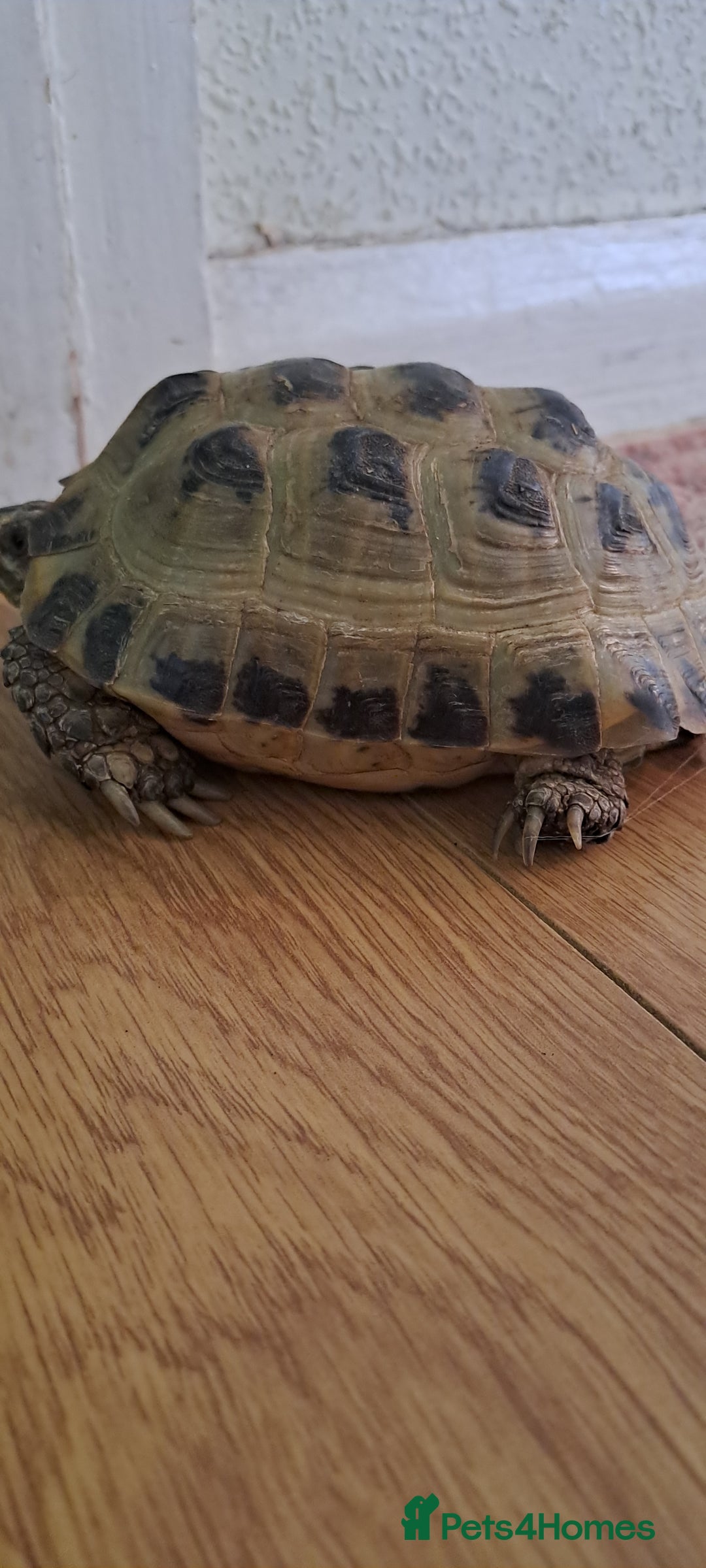 Tortoise reptiles for sale: Horsefield Tortoise  - Image 2