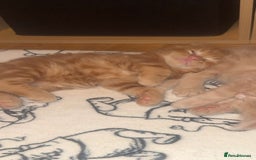 Maine Coon cats for sale: 3 kittens 3/4 maincoone  - Image 4