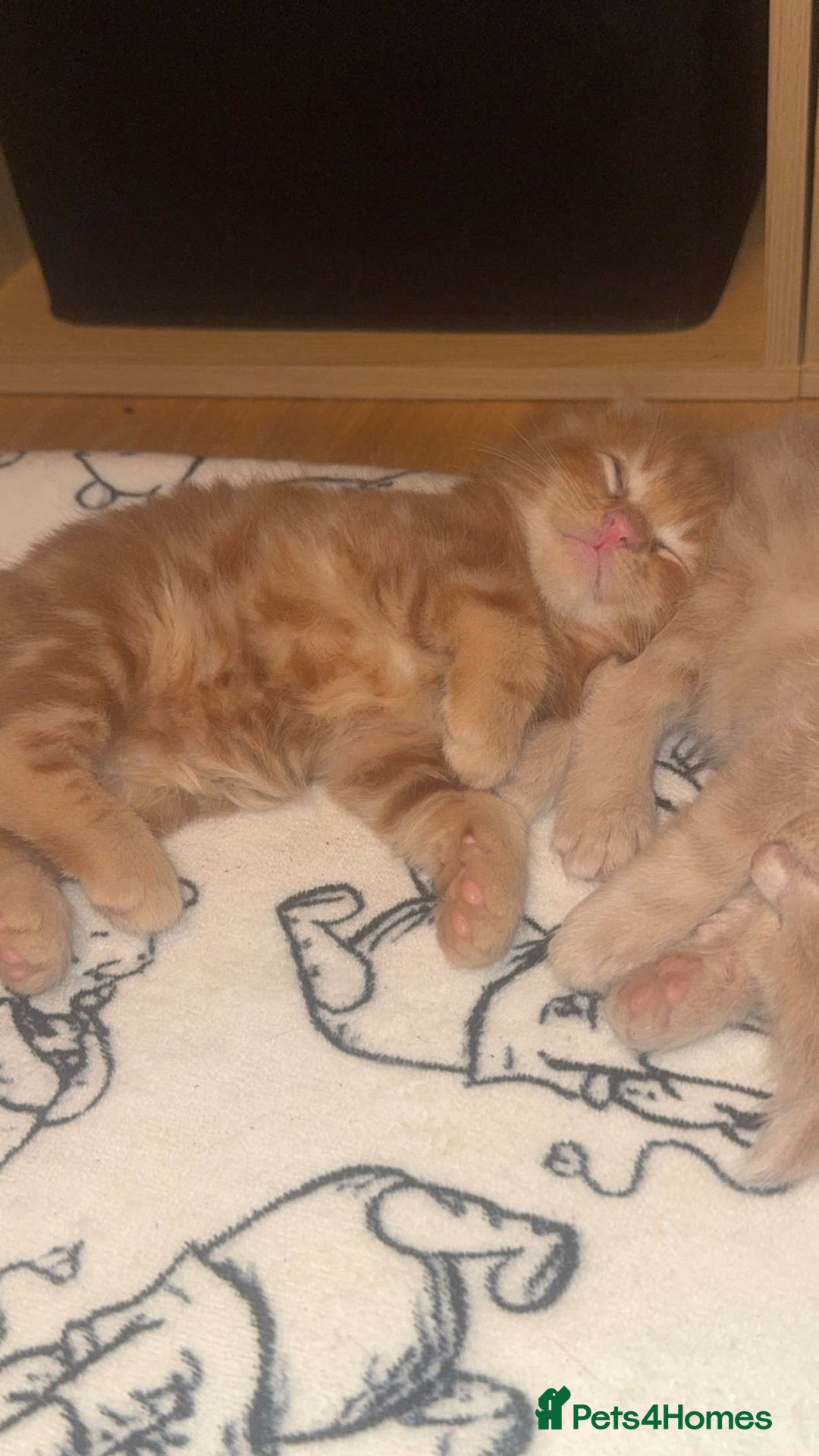 Maine Coon cats for sale: 3 kittens 3/4 maincoone  - Image 4
