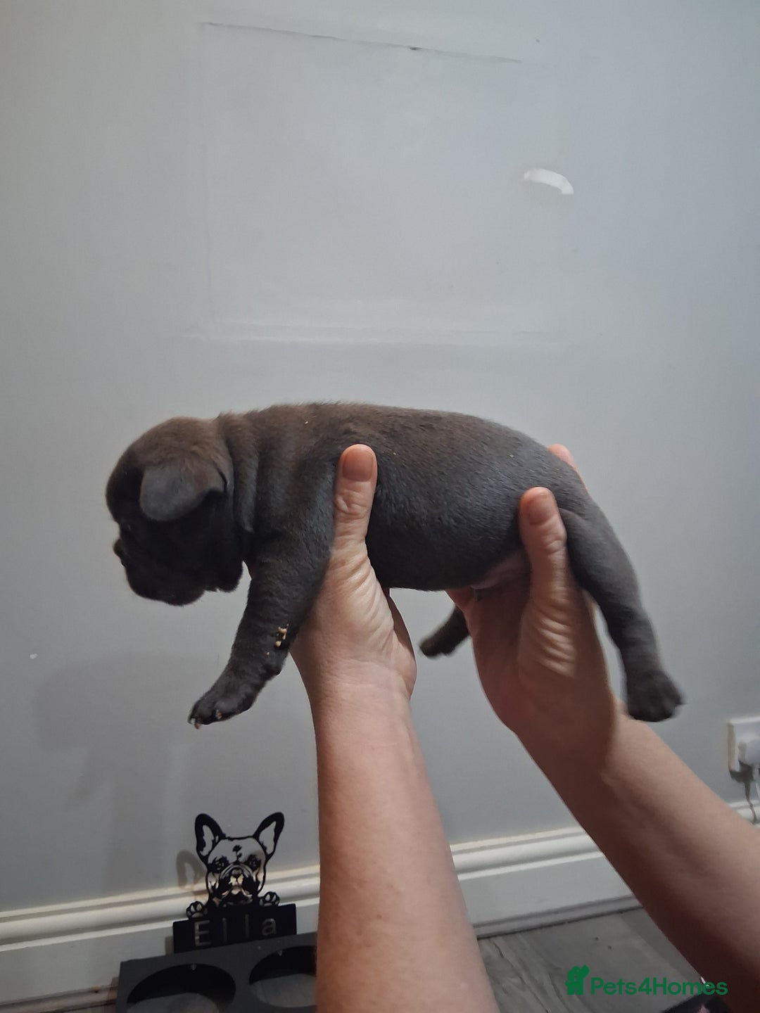 French Bulldog dogs for sale: French bulldogs - Image 8