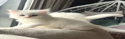 Siberian cats for sale: Fluffy kittens  - Advert 11