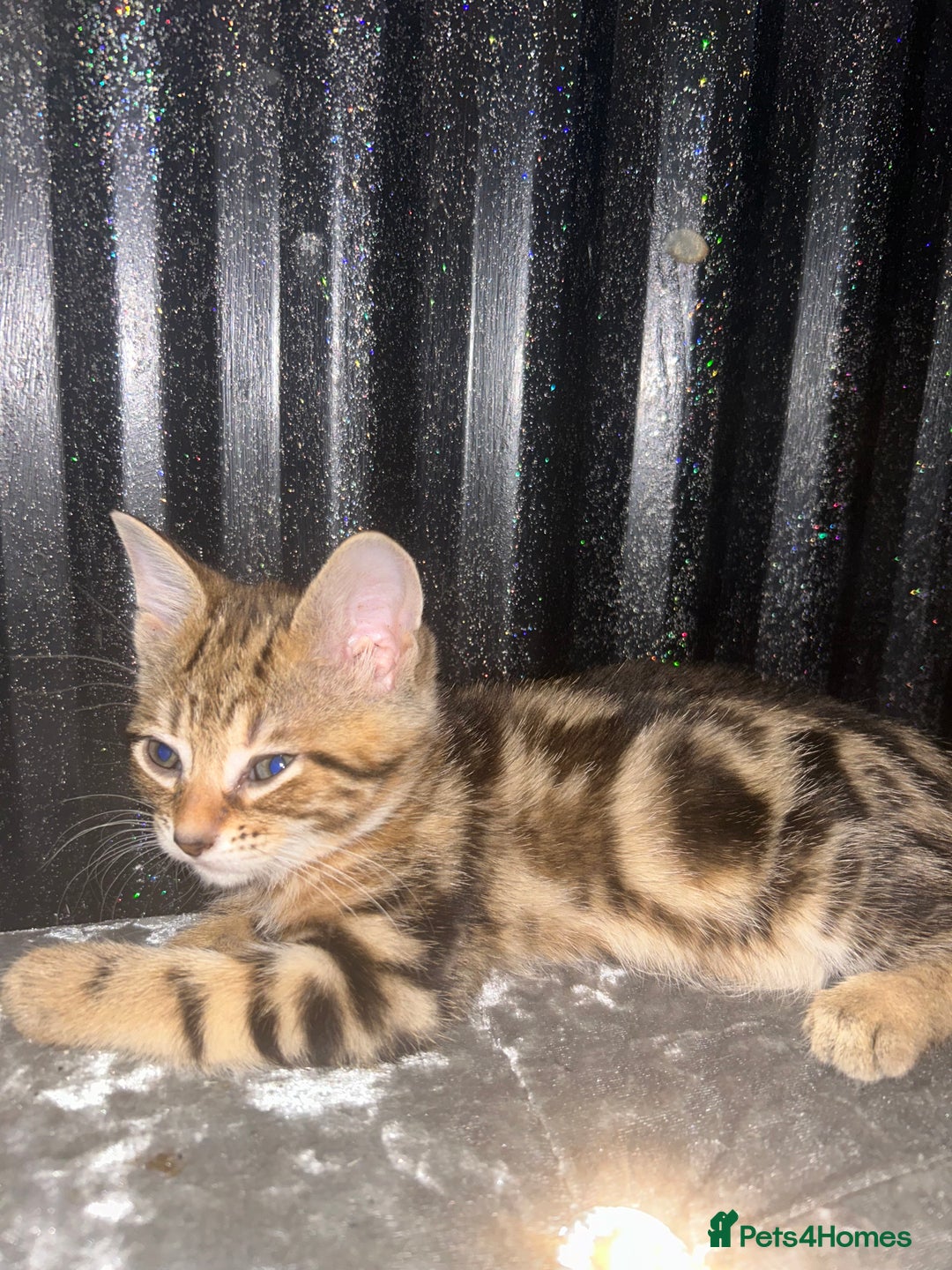 Bengal cats for sale: Loving Home Wanted. Bengal X kittens for sale  - Advert 4