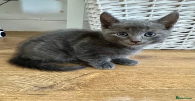 Mixed Breed cats - Advert 16