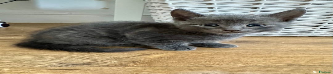 Mixed Breed Kitten 1