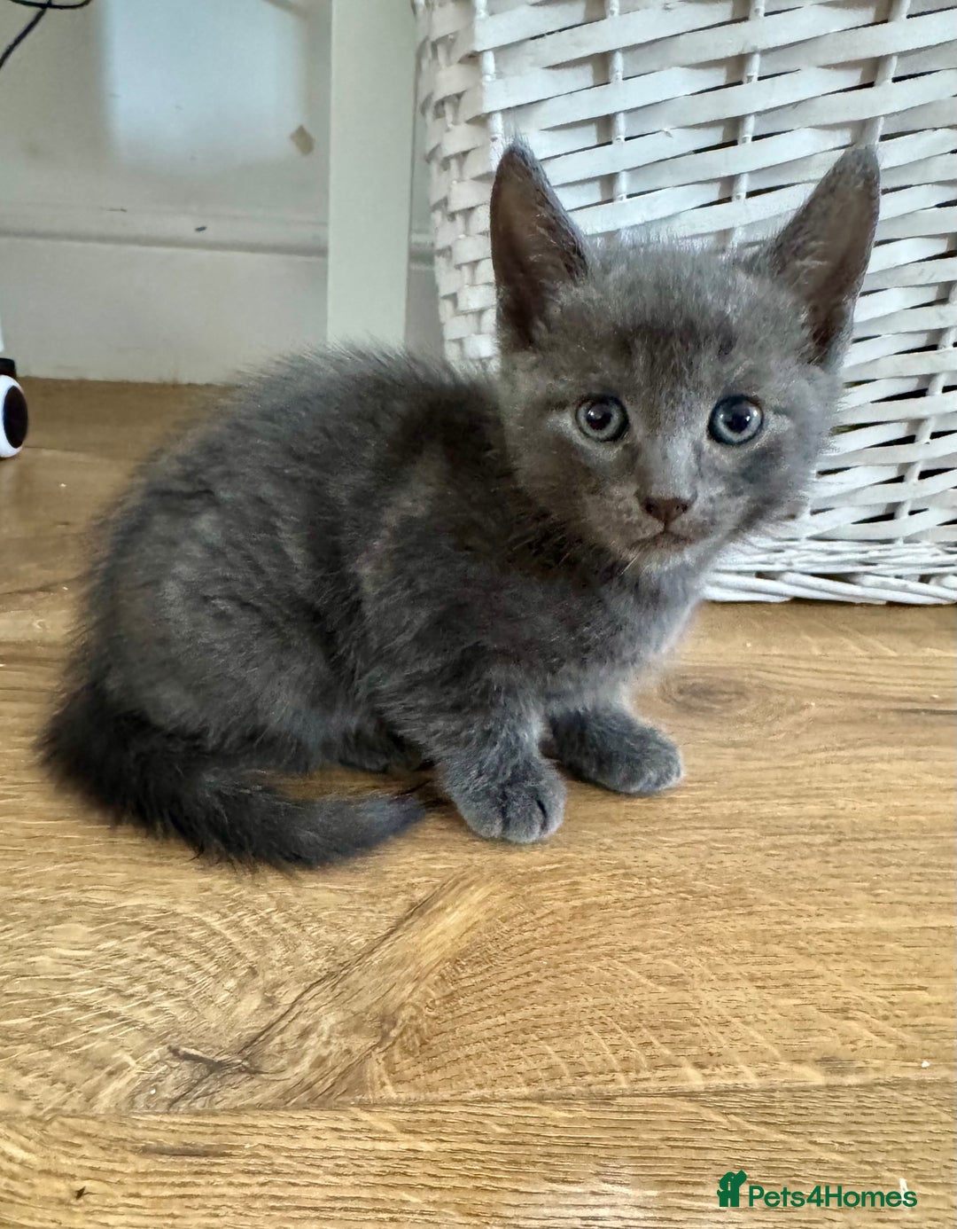 Mixed Breed cats for sale: Beautiful ginger and grey kittens!! - Image 2