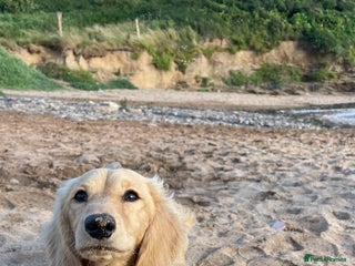 Miniature Dachshund dogs in Haywards Heath - Advert 23