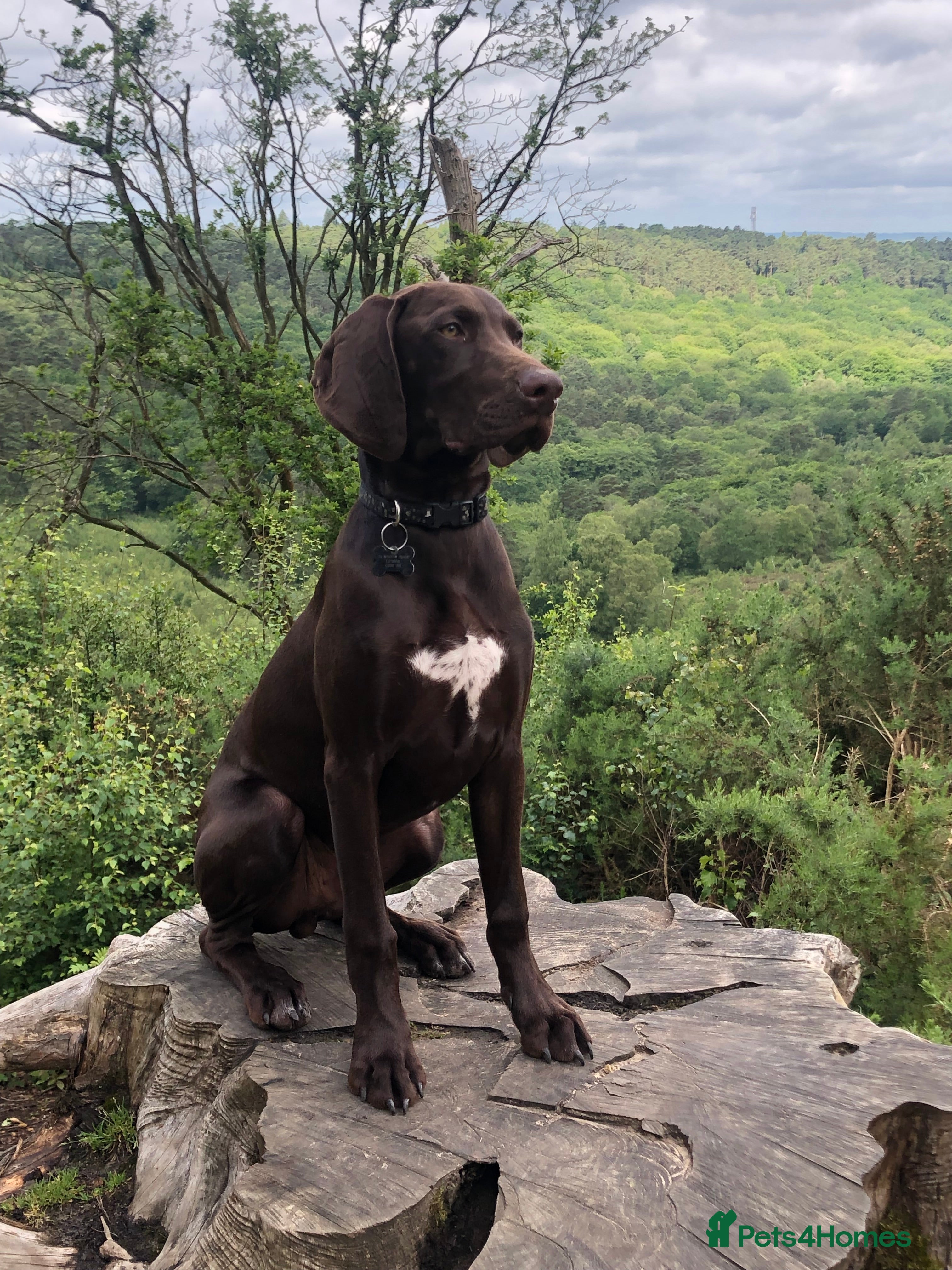 German Shorthaired Pointer dogs Stud dog available  - Advert 1