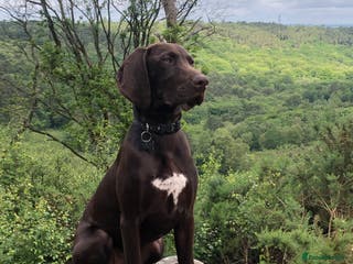 German Shorthaired Pointer dogs Stud dog available - Advert 1
