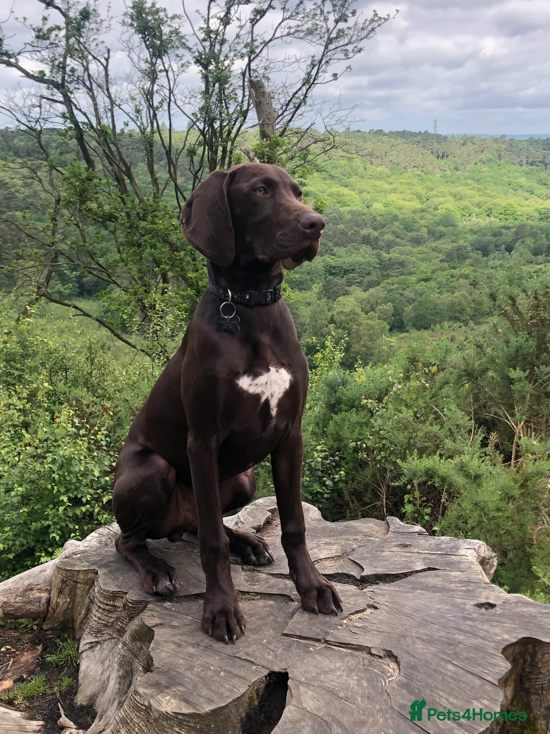 German Shorthaired Pointer dogs for stud: Stud dog available  - Advert 1