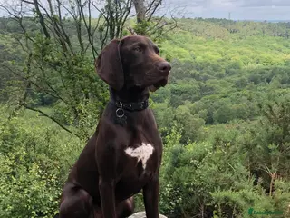 German Shorthaired Pointer dogs Stud dog available - Advert 1