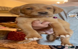 Labrador Retriever dogs for sale: Full Labradors ready soon  - Image 1