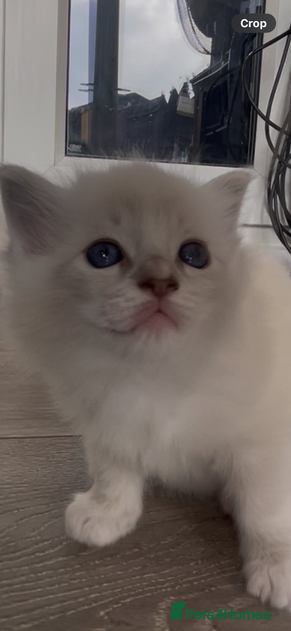 Ragdoll cats REG BREEDER, GCCF RAGDOLLS, vacc, chip  - Advert 1