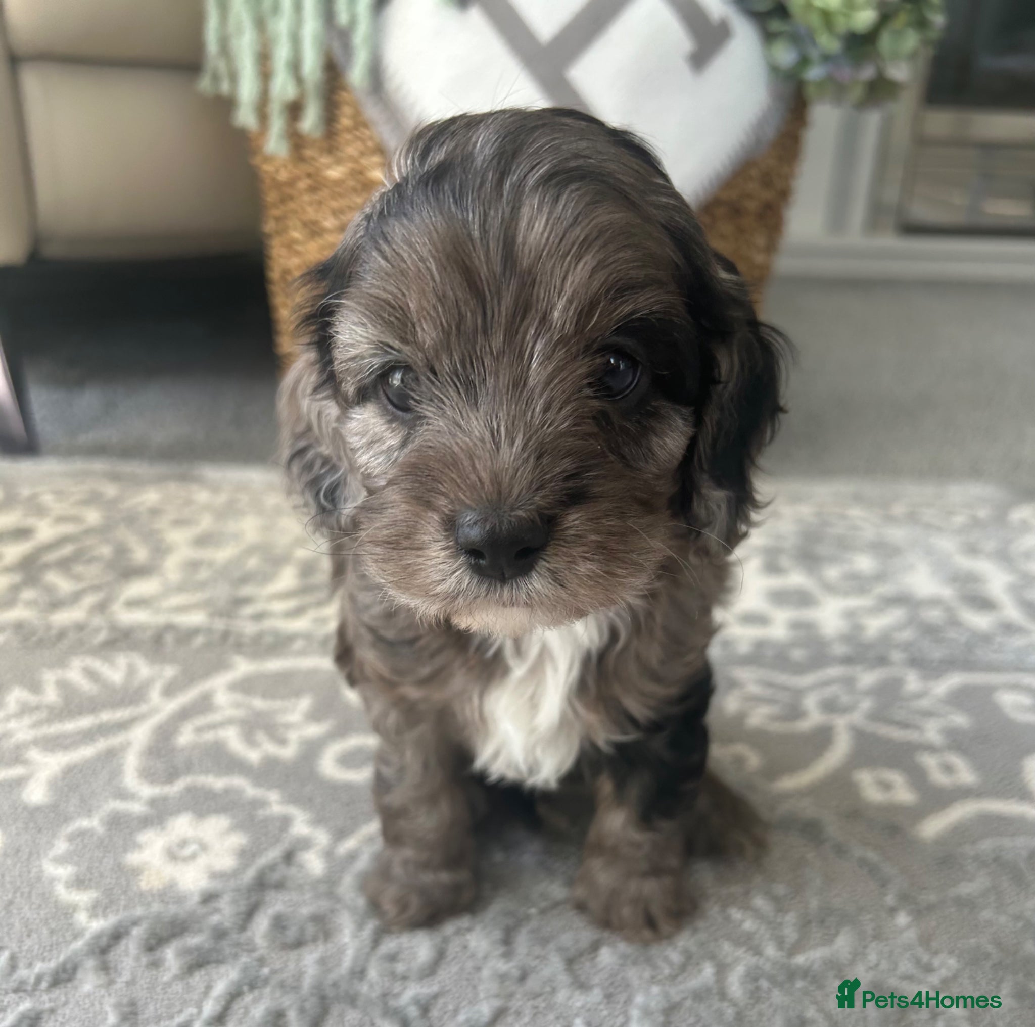 Cavapoo dogs F1 Cavapoo cuties extensively healthtested parents - Advert 2