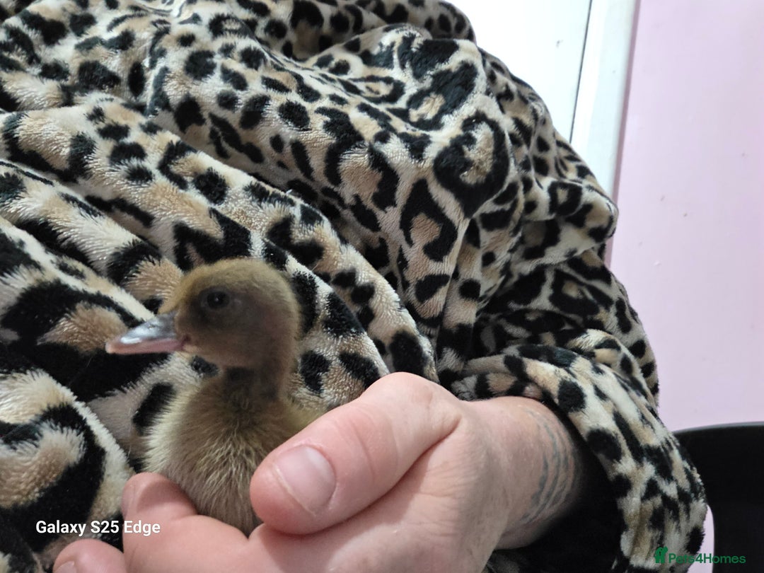 Ducks poultry for sale: Duckling looking for home - Image 1