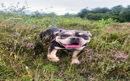 Dorset Olde Tyme Bulldogge dogs for sale: Olde English Bulldogge - Image 5