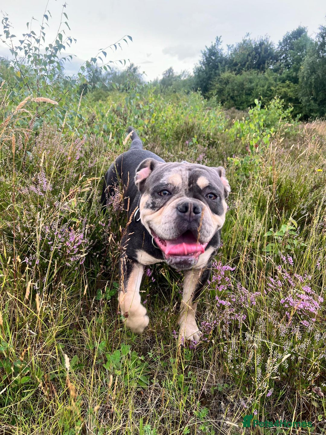 Dorset Olde Tyme Bulldogge dogs for sale: Olde English Bulldogge - Image 5