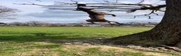 Belgian Shepherd Dog dogs for sale: Dutch Shepherd Puppies - Advert 9