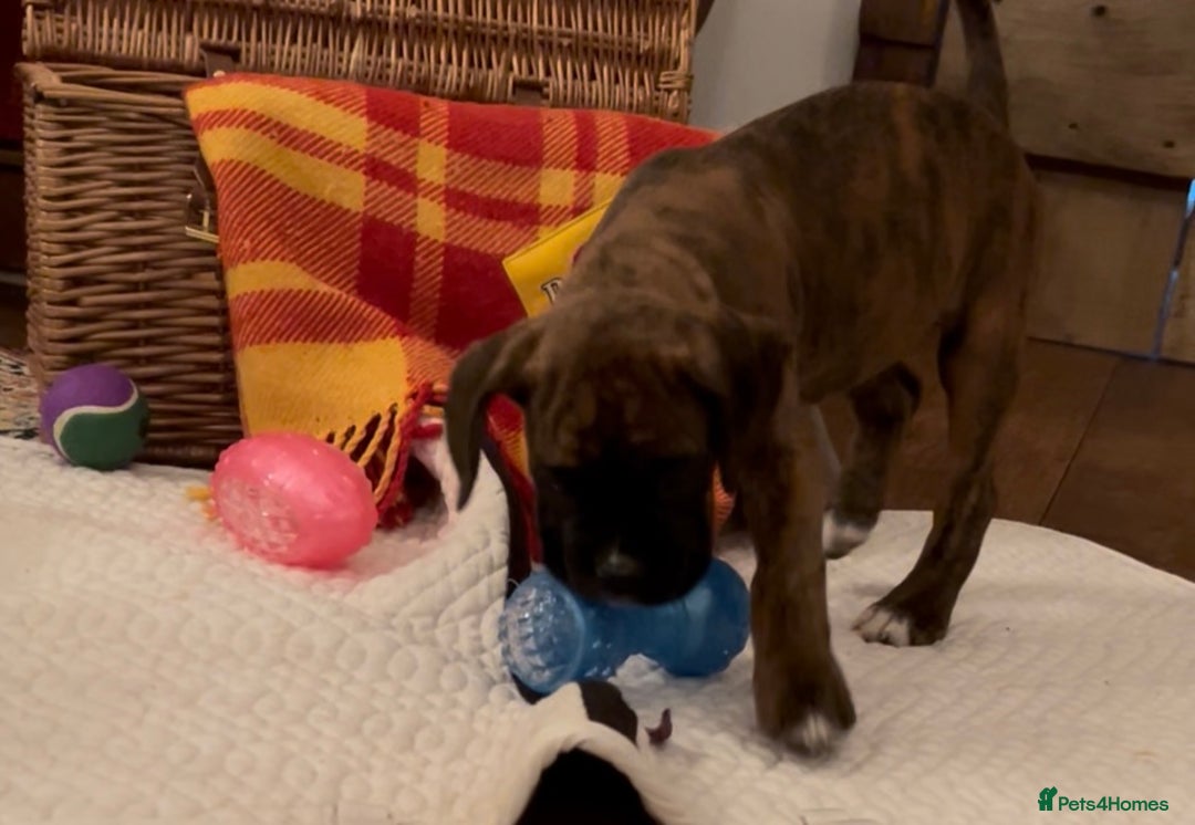 Boxer dogs for sale: adorable boxer puppies  - Advert 9