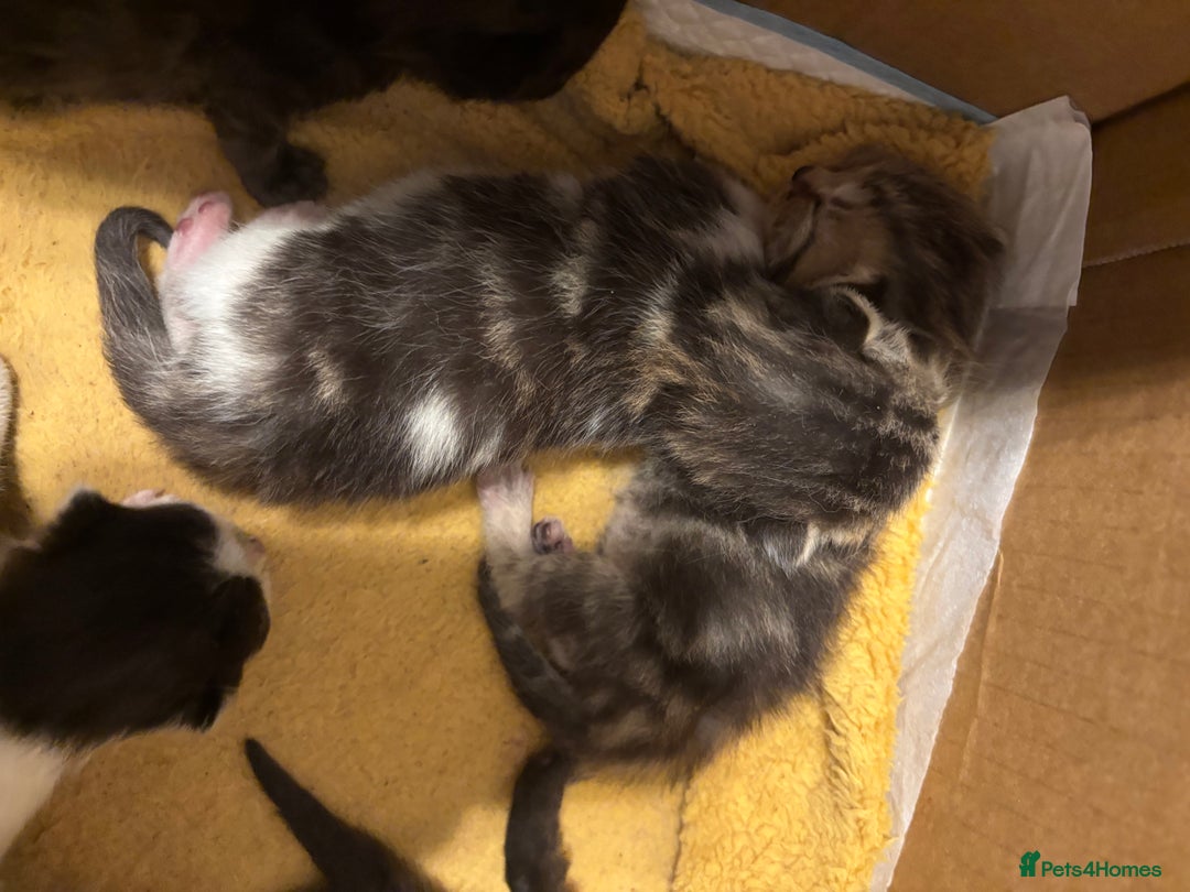 Mixed Breed cats for sale: British shorthair cross kittens - Image 8