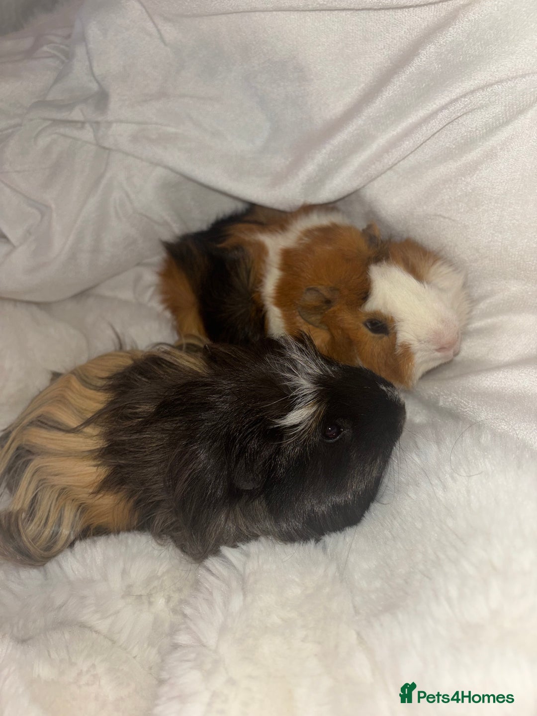 Guinea Pig rodents for sale: 2 male guinea pigs  - Advert 1