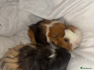 Guinea Pig rodents 2 male guinea pigs - Advert 16