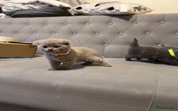Scottish Fold cats for sale: Adorable Scottish Fold & Straight Kittens 💕🐾 - Image 15