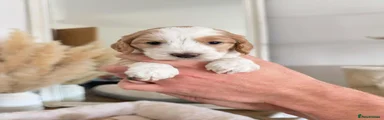Cockapoo 4