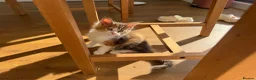 Maine Coon cats for sale: Beautiful Maine Coon Kittens – Born 19 June 2026 - Advert 9